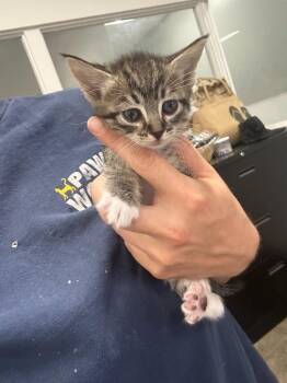 Ghoulia -  Domestic Long Hair Cat for Adoption in Thousand Oaks, California - Ghoulia | PetCurious