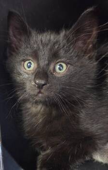 Brad -  Domestic Short Hair Cat for Adoption in Olean, New York - Brad | PetCurious