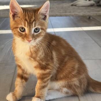 The Winning Hand -  Domestic Short Hair Cat for Adoption in Fredericksburg, Virginia - The Winning Hand | PetCurious
