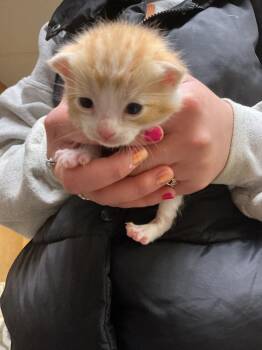 Abyssinian Cats Available for Adoption - Jamie | PetCurious