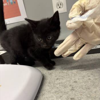 Cayenne -  Domestic Short Hair Cat for Adoption in Spokane, Washington - Cayenne | PetCurious