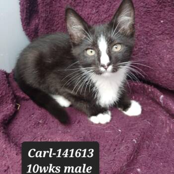 Carl -  Domestic Short Hair Cat for Adoption in New Tazewell, Tennessee - Carl | PetCurious