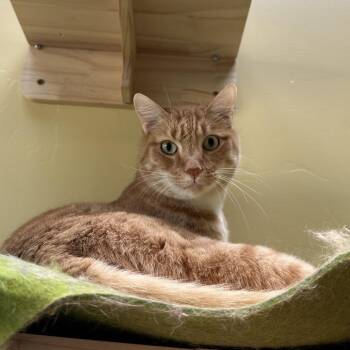 Domestic Short Hair Cats Available for Adoption in Durango, Colorado - Fire | PetCurious