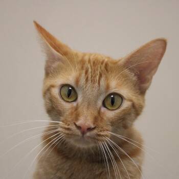 Persimmon -  Domestic Short Hair Cat for Adoption in Champaign, Illinois - Persimmon | PetCurious