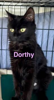 Rescue Domestic Short Hair Cats for Adoption in Hartford City, Indiana - Dorothy | PetCurious