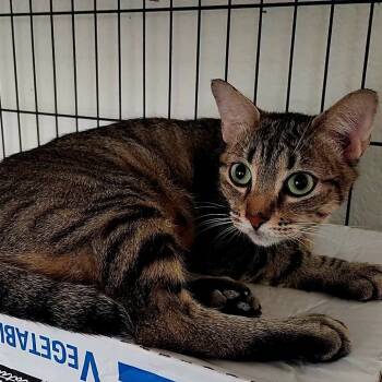 Rescue Domestic Short Hair Cats for Adoption in San Antonio, Texas - Thistle | PetCurious