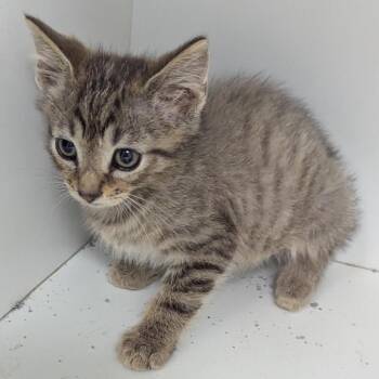 Marlin -  Domestic Short Hair Cat for Adoption in Jeffersonville, Indiana - Marlin | PetCurious