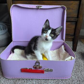 Bijou (Velcro Kitten) -  Tuxedo Cat Available for Adoption in Tucker, Georgia - Bijou (Velcro Kitten) | PetCurious