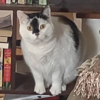 Luna -  Domestic Short Hair Cat for Adoption in Des Moines, Iowa - Luna | PetCurious
