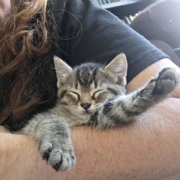 Pineapple -  Domestic Short Hair Cat for Adoption in Chesapeake, Virginia - Pineapple | PetCurious