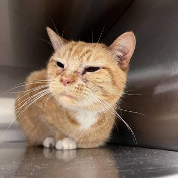 Domestic Short Hair Cats Available for Adoption in Bristol, Indiana - Cadence | PetCurious