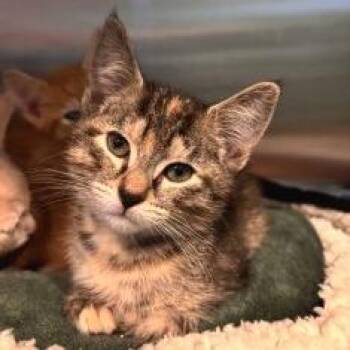 NCI5646 Calibri -  Domestic Short Hair Cat for Adoption in Port Washington, New York - NCI5646 Calibri | PetCurious