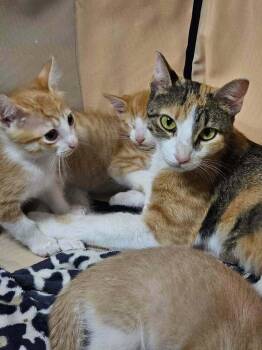Bunnie Deux Go. -  Domestic Short Hair Cat for Adoption in West Peoria, Illinois - Bunnie Deux Go. | PetCurious
