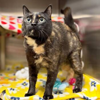 Dr. Pepper -  Domestic Short Hair Cat for Adoption in Keizer, Oregon - Dr. Pepper | PetCurious