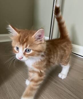 Ron -  Domestic Medium Hair and Tabby Cat for Adoption in Germansville, Pennsylvania - Ron | PetCurious