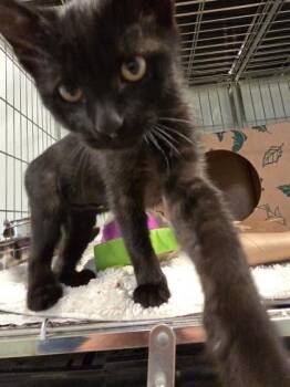 Goofy 934-26 -  Domestic Short Hair Cat for Adoption in Cumming, Georgia - Goofy 934-26 | PetCurious