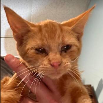 Flynn C26-282 -  Domestic Short Hair Cat for Adoption in Lebanon, Tennessee - Flynn C26-282 | PetCurious