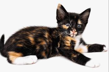 Cora (Available for pre-adoption) -  Domestic Short Hair Cat for Adoption in PORT WENTWRTH, Georgia - Cora (Available For Pre-adoption) | PetCurious