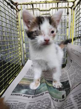 JADE -  Domestic Short Hair Cat for Adoption in San Antonio, Texas - JADE | PetCurious