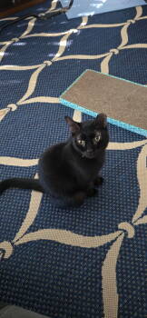 Rescue Domestic Short Hair Cats for Adoption in Sanford, Florida - Tip FH | PetCurious