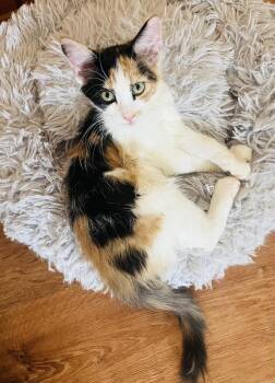 Shelby -  Calico Cat for Adoption in Phoenix, Arizona - Shelby | PetCurious