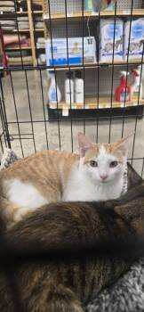 Remi -  Domestic Short Hair Cat for Adoption in Kinston, North Carolina - Remi | PetCurious