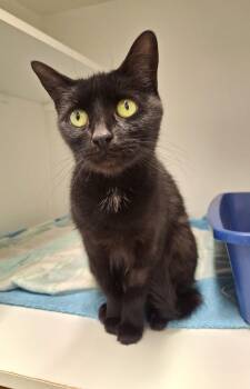Alanis -  Domestic Short Hair Cat for Adoption in Victoria, British Columbia - Alanis | PetCurious