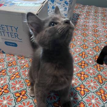 Norman 56089 -  Domestic Long Hair Cat for Adoption in Eaton Rapids, Michigan - Norman 56089 | PetCurious