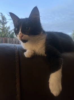 Rescue Tuxedo Cats for Adoption in Vallejo, California - CP ( Christina ) | PetCurious