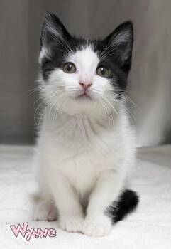 Wynne -  Domestic Short Hair Cat for Adoption in Mason, Michigan - Wynne | PetCurious