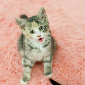 **Cat Cafe** Lacey -  Domestic Short Hair Cat for Adoption in Topeka, Kansas - **Cat Cafe** Lacey | PetCurious