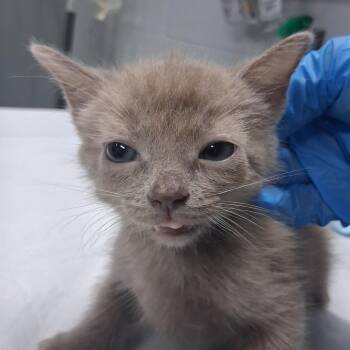 Love-A-Lot Bear -  Domestic Short Hair Cat for Adoption in Summerville, South Carolina - Love-A-Lot Bear | PetCurious