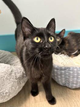 Squish -  Domestic Short Hair Cat for Adoption in Grand Rapids, Michigan - Squish | PetCurious