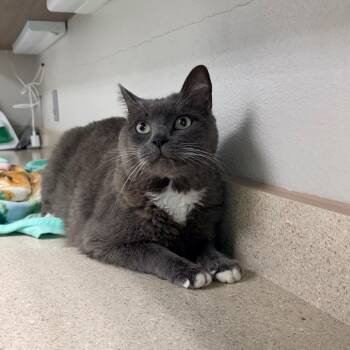 Chance -  Domestic Short Hair Cat for Adoption in Great Falls, Montana - Chance | PetCurious