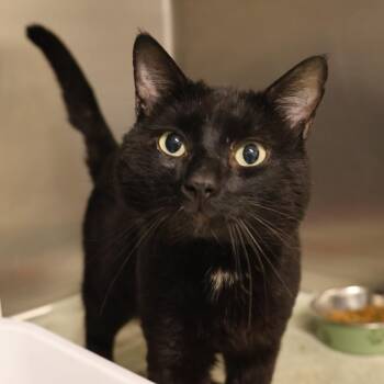 Domestic Short Hair Cats Available for Adoption in Briarcliff Manor, New York - Field | PetCurious