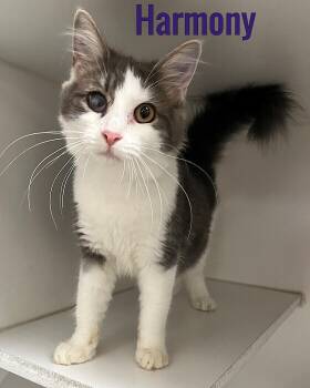 Harmony -  Domestic Long Hair Cat for Adoption in Pleasantville, New Jersey - Harmony | PetCurious