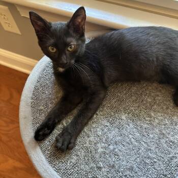 Rescue Domestic Short Hair Cats for Adoption in Mount Croghan, South Carolina - Frick | PetCurious