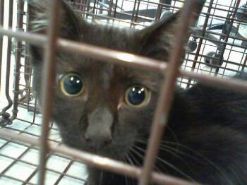 MANNY -  Domestic Short Hair Cat for Adoption in Charlotte, North Carolina - MANNY | PetCurious