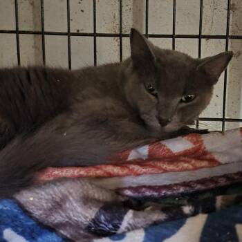 Marie -  Domestic Medium Hair Cat for Adoption in Durant, Oklahoma - Marie | PetCurious