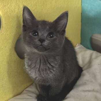 Forrest -  Domestic Short Hair Cat for Adoption in Portage, Michigan - Forrest | PetCurious