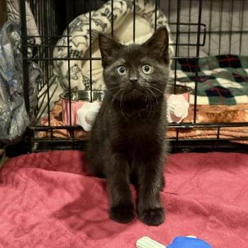 Ruby -  Domestic Short Hair Cat Available for Adoption in Johnstown, Pennsylvania - Ruby | PetCurious