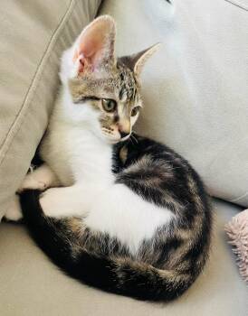 Rescue Domestic Short Hair Cats for Adoption in Boca Raton, Florida - Jack | PetCurious