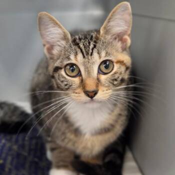 Greta -  Domestic Short Hair Cat for Adoption in Sarasota, Florida - Greta | PetCurious