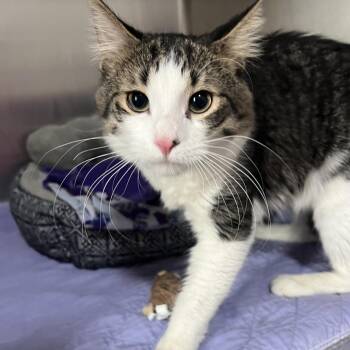 Domestic Long Hair Cats Available for Adoption in Wadena, Minnesota - Fred | PetCurious