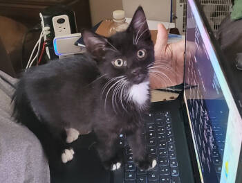 Rescue Domestic Short Hair Cats for Adoption in Parkville, Maryland - Notebook | PetCurious