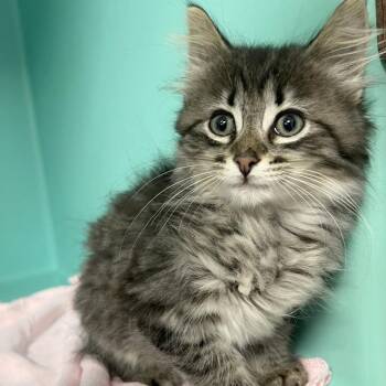 Fozzie -  Domestic Medium Hair Cat for Adoption in Owosso, Michigan - Fozzie | PetCurious