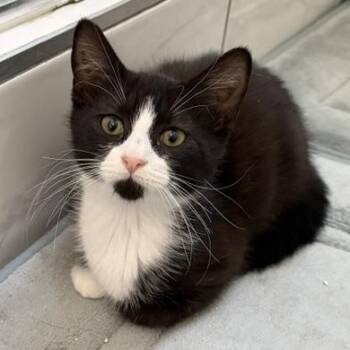Alexis -  Tuxedo and Domestic Short Hair Cat for Adoption in UNIVERSITY PA, Maryland - Alexis | PetCurious