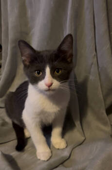 Rescue Domestic Short Hair Cats for Adoption in Wheaton, Illinois - Miro | PetCurious