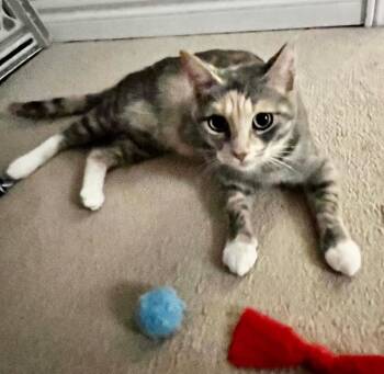 Rescue Dilute Tortoiseshell Cats for Adoption - Faerie | PetCurious