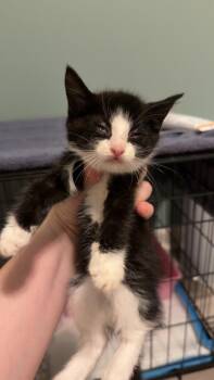 Domestic Short Hair Cats Available for Adoption in Emerald Isle, North Carolina - Hathor | PetCurious